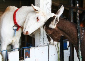goats butting heads